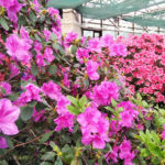 Ботанічний сад ім. Гришка - Київ - Україна