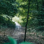 Лиса гора - Київ - Україна