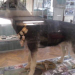 Народний музей історії міліції Одеської області - Одеса - Україна