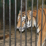 Одеський зоопарк - Одеса - Україна