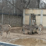 Одеський зоопарк - Одеса - Україна