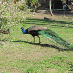 Одеський зоопарк - Одеса - Україна