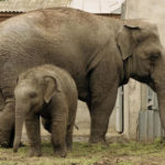 Одеський зоопарк - Одеса - Україна