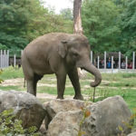 Київський зоопарк - Київ - Україна