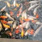 Київський зоопарк - Київ - Україна