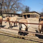 Київський зоопарк - Київ - Україна