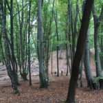 Парк Погулянка - Львів - Україна