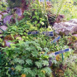 Ботанічний сад - Колашин - Чорногорія