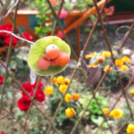 Ботанічний сад - Колашин - Чорногорія