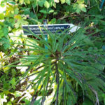 Ботанічний сад - Колашин - Чорногорія