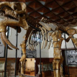 Палеонтологічний музей - Асеновград - Болгарія