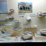 Палеонтологічний музей - Асеновград - Болгарія