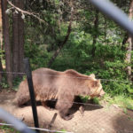 Парк танцюючих ведмедів - Бансько - Болгарія
