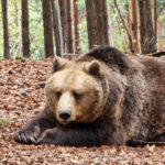 Парк танцюючих ведмедів - Бансько - Болгарія