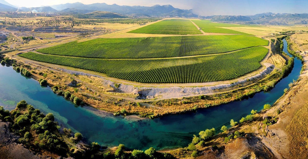 Виноградник - Чорногорія