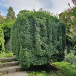 Ботанічний сад УжНУ - Ужгород - Україна