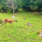 Міні-зоопарк - Яремче - Україна