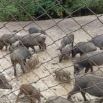 Міні-зоопарк - Яремче - Україна