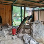 Міні-зоопарк - Яремче - Україна