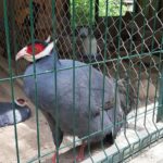 Міні-зоопарк - Яремче - Україна