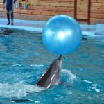 Дельфінарій 