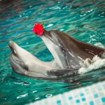 Дельфінарій 