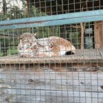 Парк «Підгір'я» - Трускавець - Україна