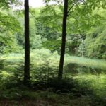 Озеро Лебедин - Косів - Івано-Франківськ - Україна