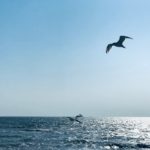 Білосарайська Коса - Україна