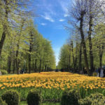 Дендропарк - Кропивницький - Україна