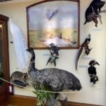 Обласний краєзнавчий музей - Кропивницький - Україна