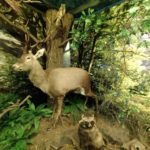 Обласний краєзнавчий музей - Кропивницький - Україна