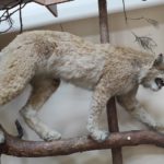 Житомирський обласний краєзнавчий музей - Житомир - Україна