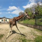 Братиславський зоопарк - Братислава - Словаччина