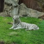 Братиславський зоопарк - Братислава - Словаччина