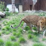 Братиславський зоопарк - Братислава - Словаччина