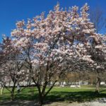 Медичний сад - Братислава - Словаччина