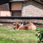 Загребський зоопарк - Загреб - Хорватія