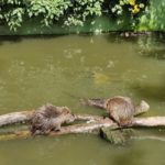 Загребський зоопарк - Загреб - Хорватія