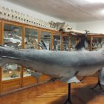 музей природної історії - Загреб - Хорватія